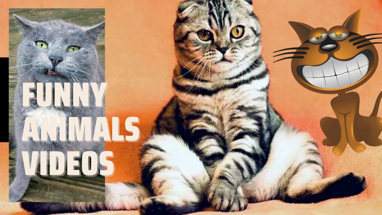 Funny animals video 2022