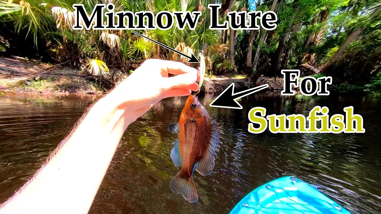 Sunfish from a kayak: Florida Fishing