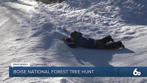 Cutting down a Christmas tree in the forest provides family fun