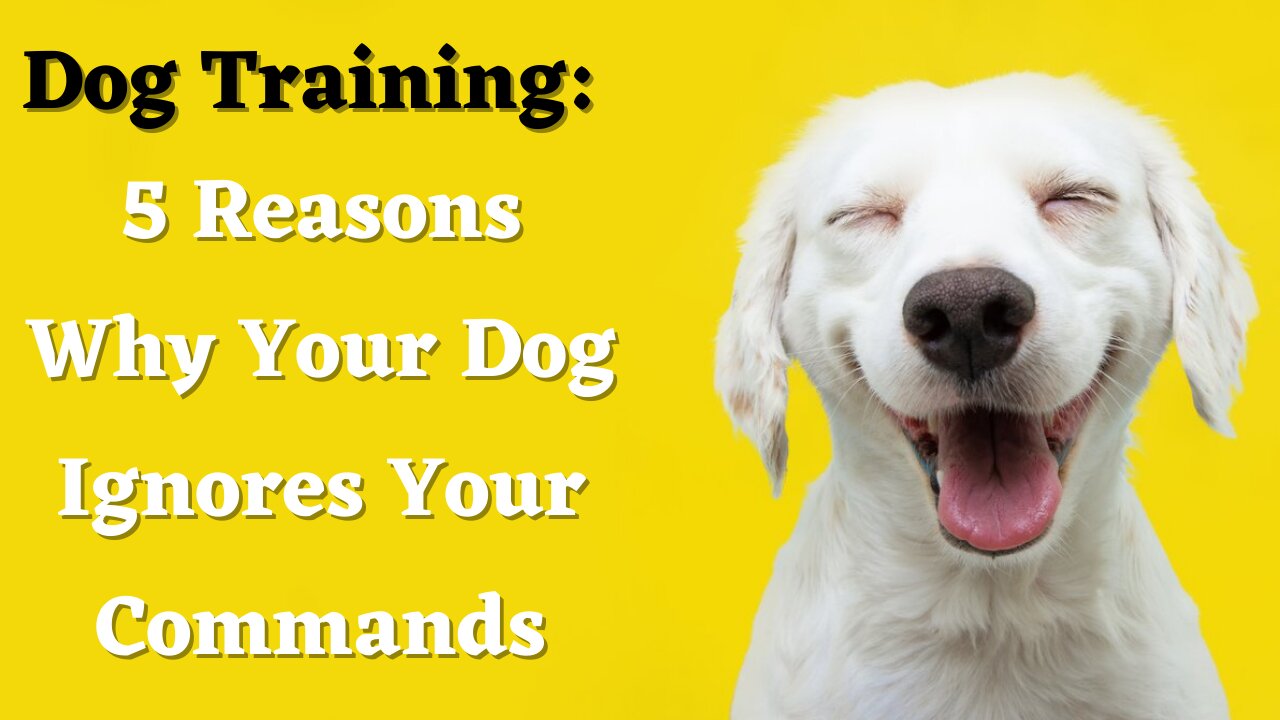 Dog Training: 5 Reasons Why Your Dog Ignores Your Commands