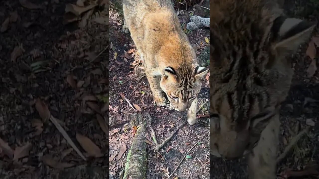 Tiptoe to not awaken a CATnapping friend