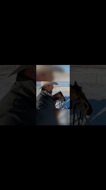 How to Lead 2 Horses at ONCE