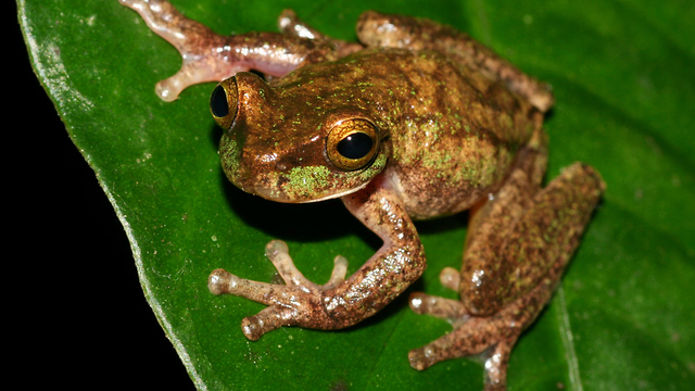 Rare Frog Is Saved From Extinction