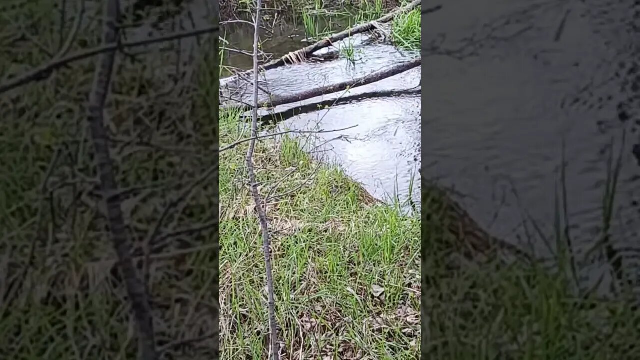 Playing the Harmonica Next to a stream #stealthcampingalliance #shorts #nature #harmica #camping