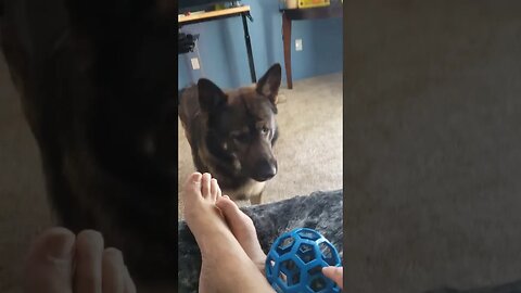Maltese Puppy and German Shepherd 062623 2