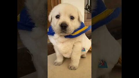 Funny and Cute Dog Video Compilation 2022 #short