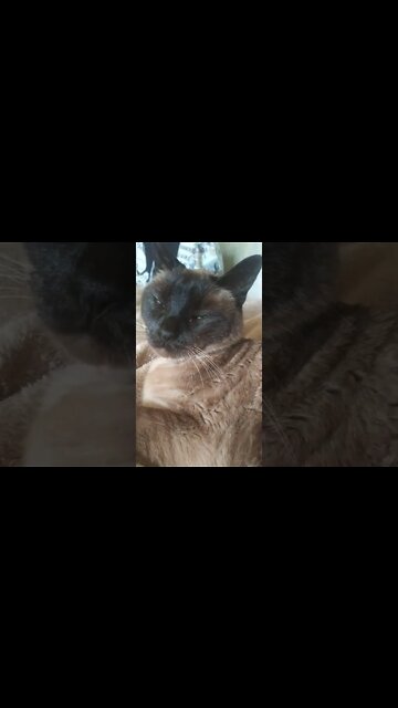 My cats stage name is Princess Britney #freebritney