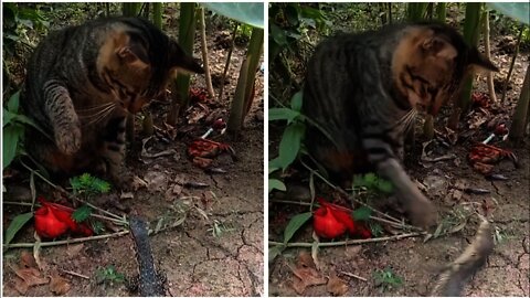 Biawak Pun Tak Tabok Sama Kucing