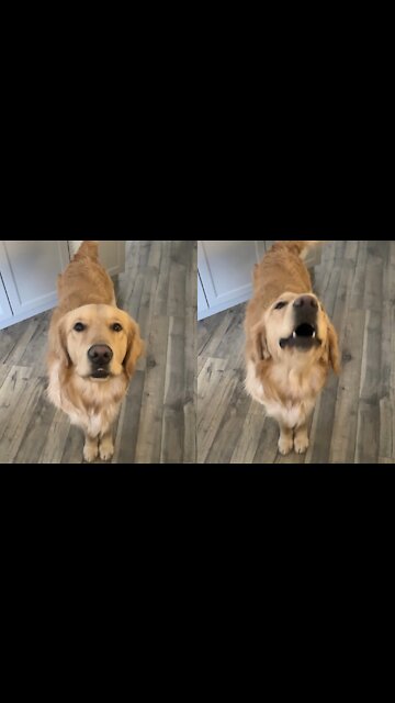 Dog Talks to his Person