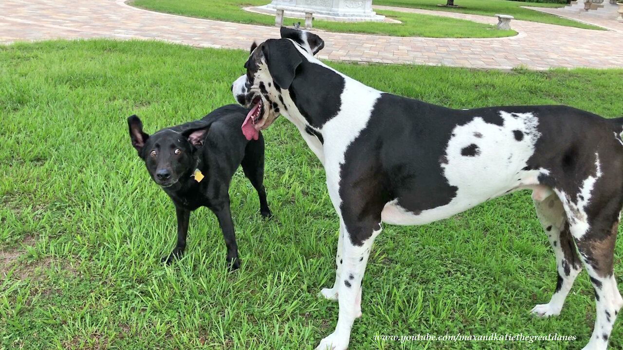 Happy Great Dane Plays Gently With His Little Dog Friends