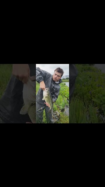 Jumbo BASS On The WACKY RIG!#shorts