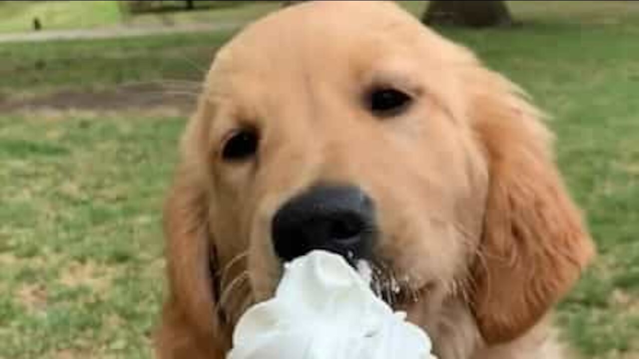 Cachorro se vinga de sorvete roubado!