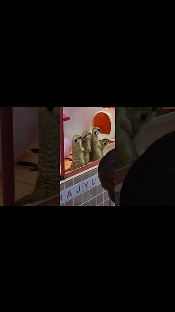 what are all these Meercats looking at? #japan #travel #harajuku