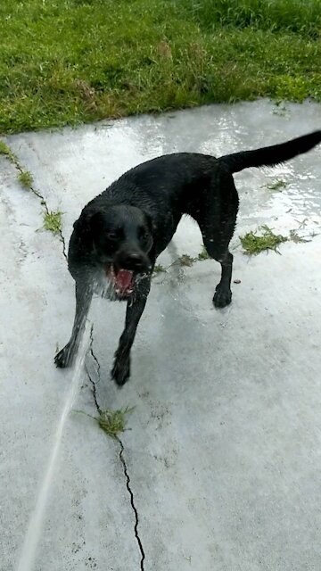 Doggy cooling off in the Florida Sun