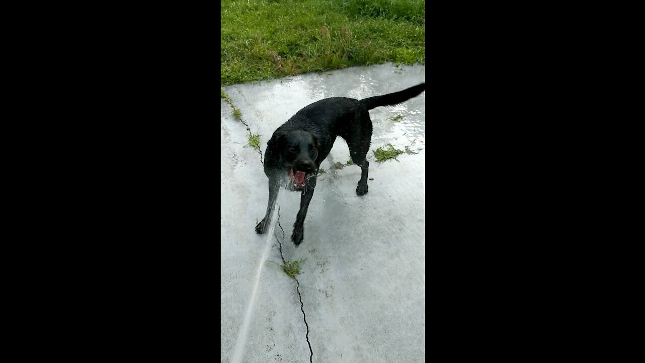 Doggy cooling off in the Florida Sun