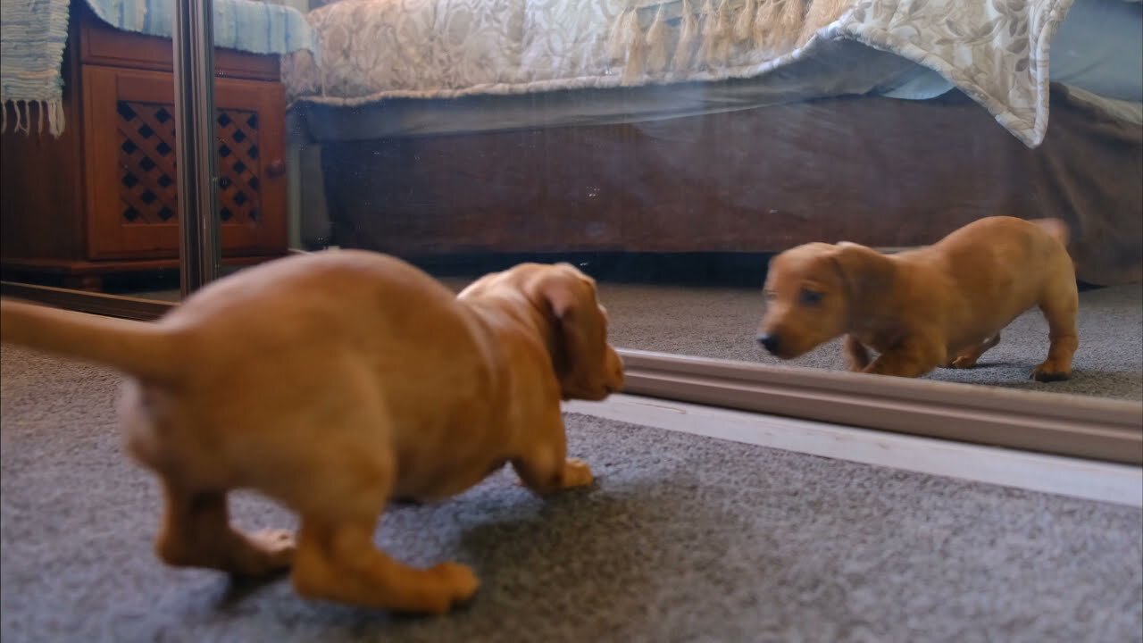 Dog Plays With His Reflection