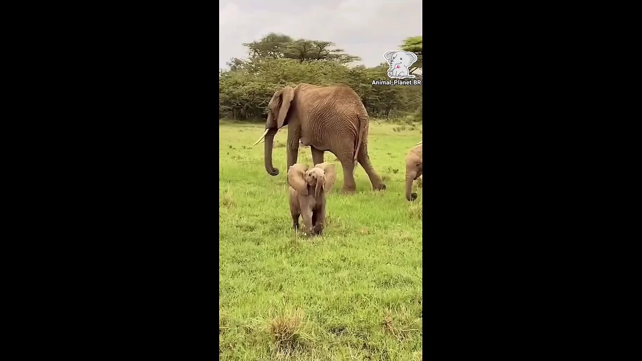 animal planet