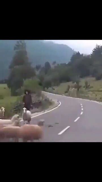 Man gets smashed by sheep