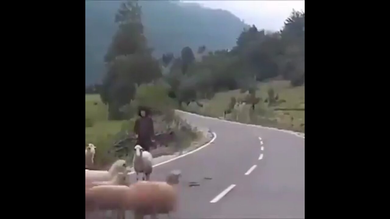 Man gets smashed by sheep