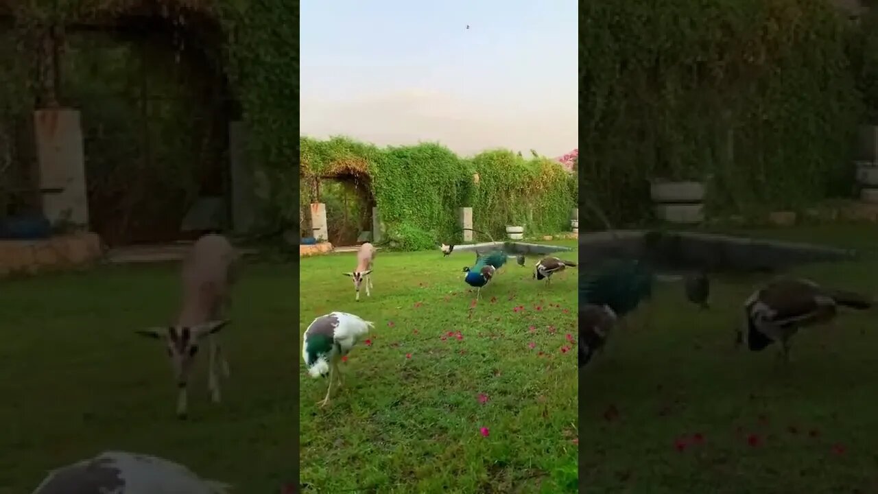 Beautiful Animal 😍 #ytshorts #shorts #PetpupFun #Fun #Dogs #Cats #Entertaiment #trending #viral