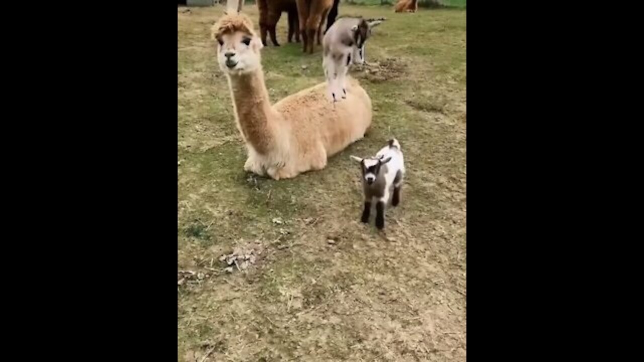 Who's cutest, baby goats play together with alpaca.