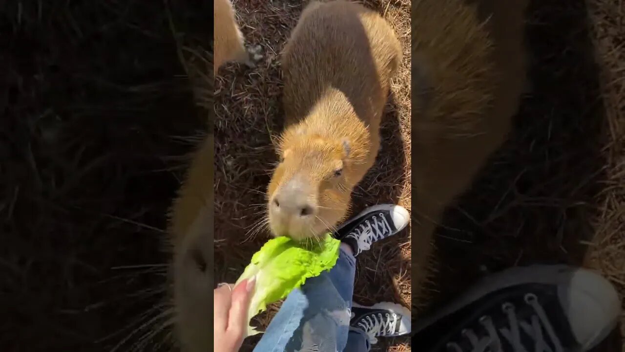 Feeding Capybaras at Gatorland Orlando Florida #short #shorts