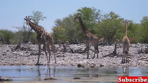 Types of Wild Animals, Nature and wildlife video