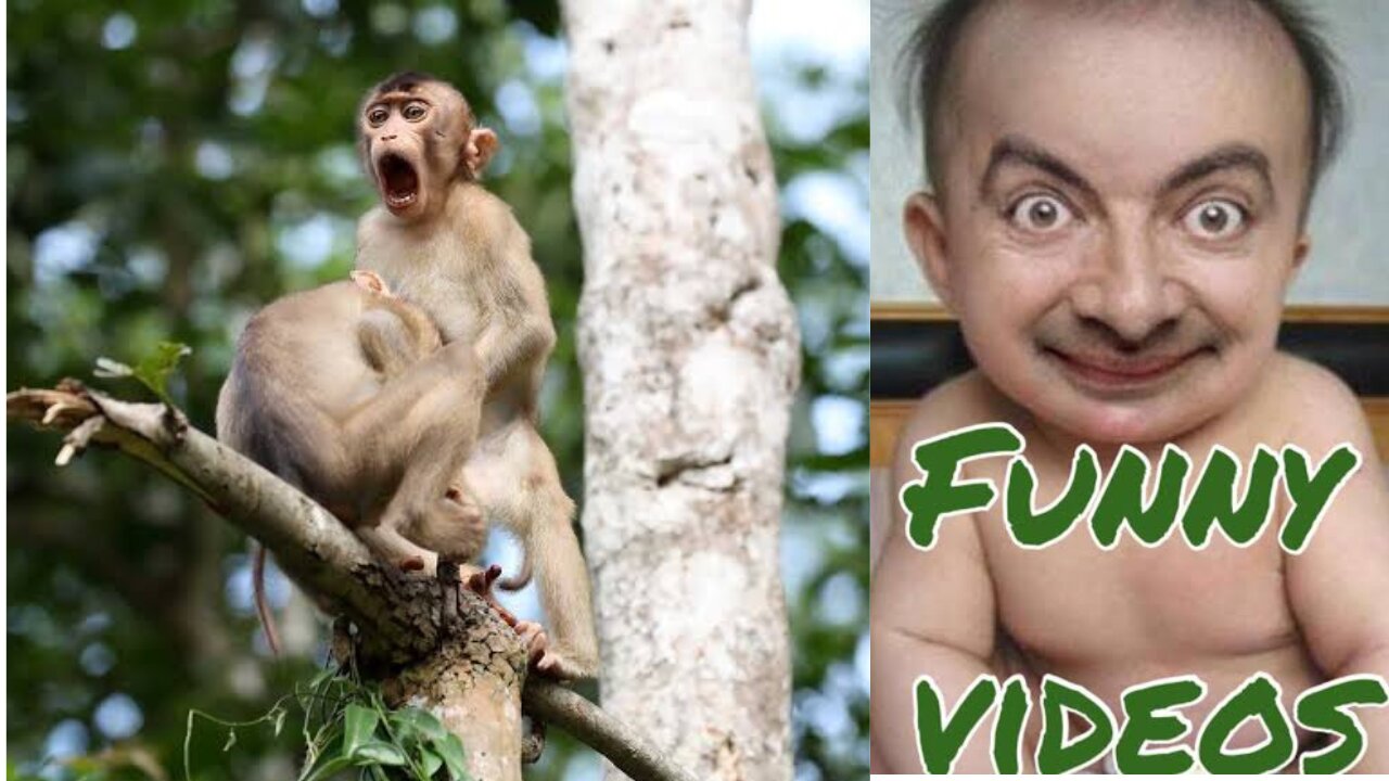Don't miss this Funny Fails Shorts😂Try Not to Laugh Challenge Fun ny amimals Caught on Camera Meme #rumbletakeover