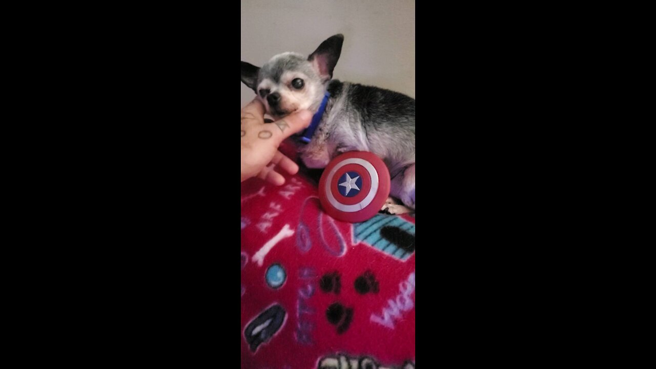 17yr old Chihuahua with Captain America shield