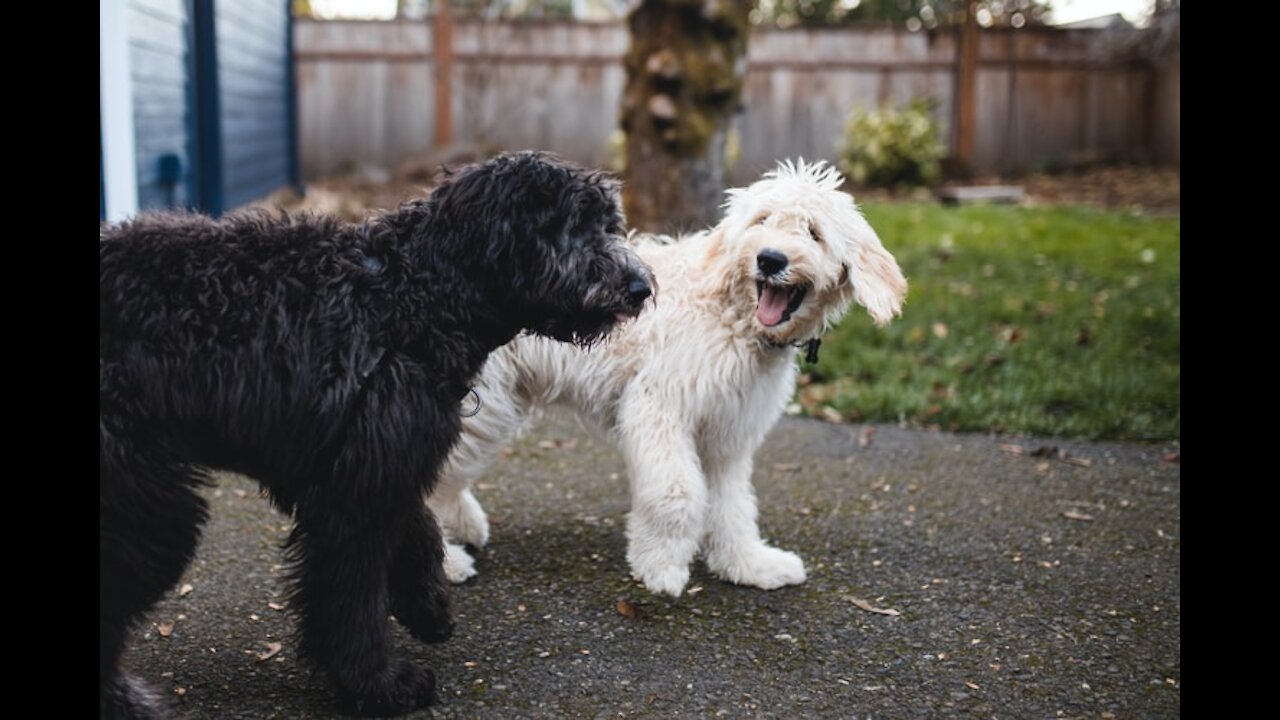 HOW TO TRAIN YOUR DOGS SAFELY + COMPLETELY OFF LEASH!