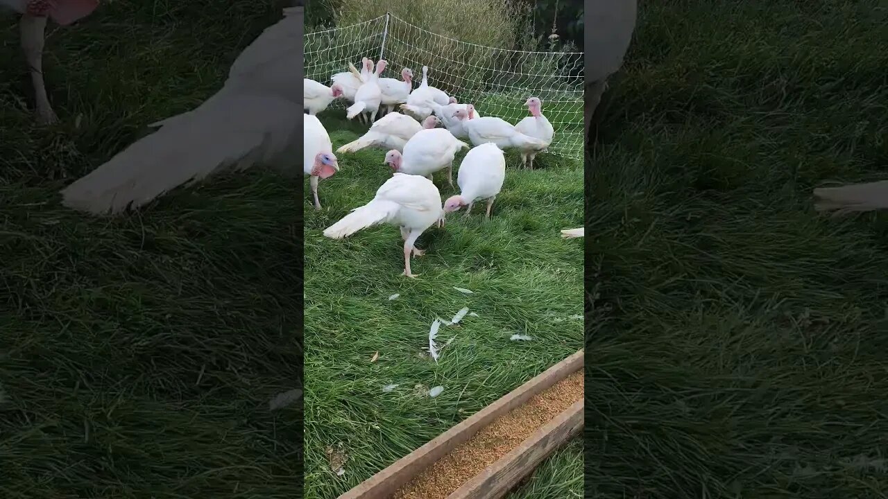 #ducks #turkeys #homesteading #homestead #farm #farmlife