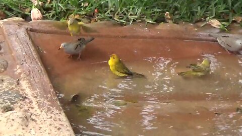 Birds playing in the little Pool