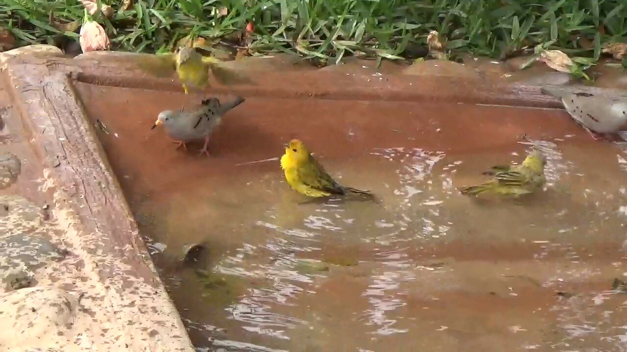 Birds playing in the little Pool