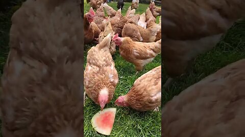 #chickens #freerange #homesteading #watermelon #simplelife #chickenlady