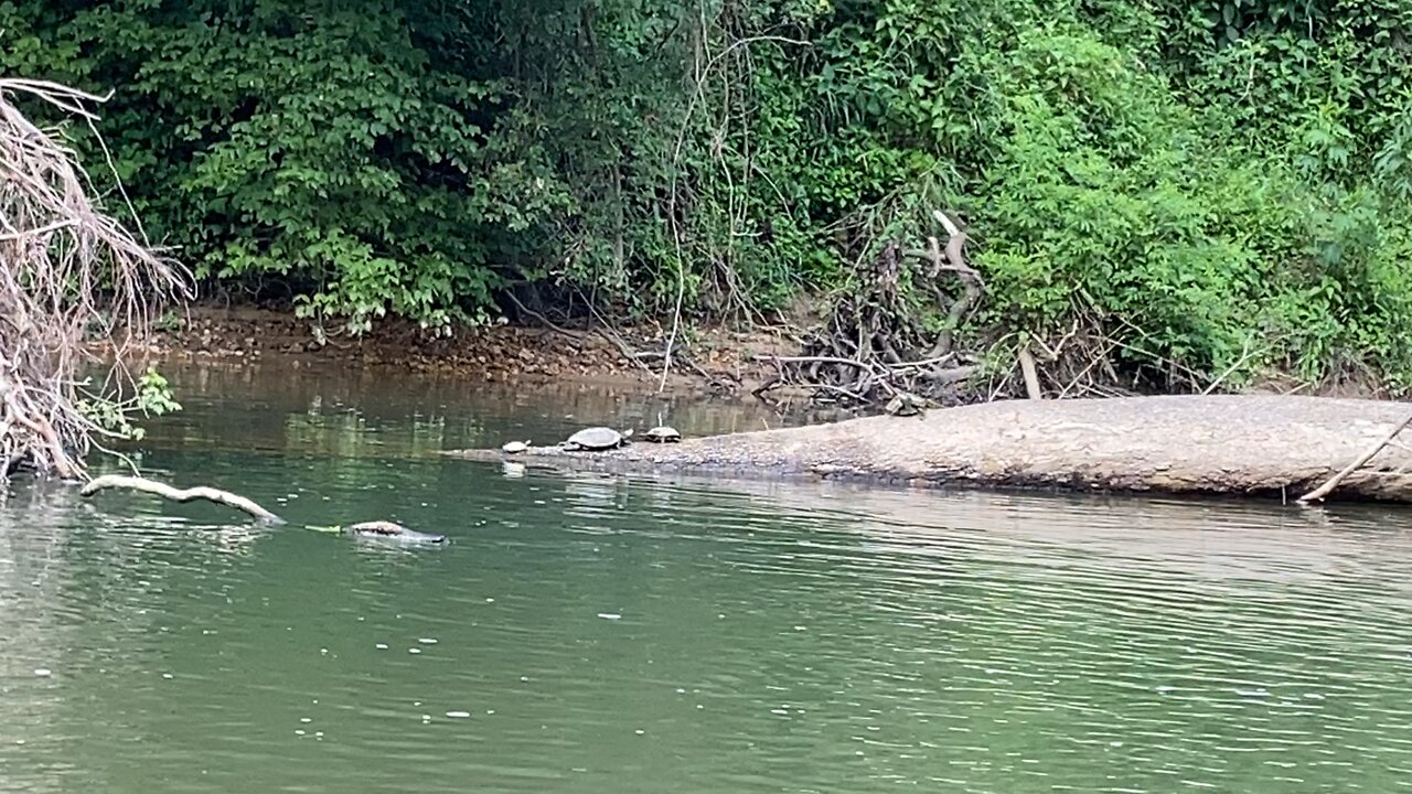 Fishing the creek-Tennessee