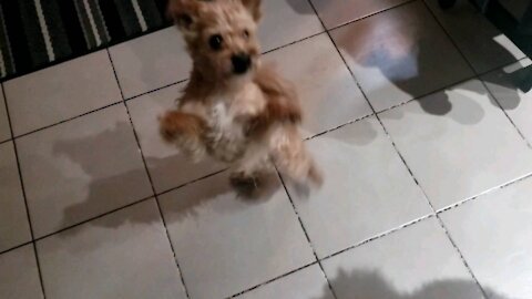 Cute little dog dances for a treat