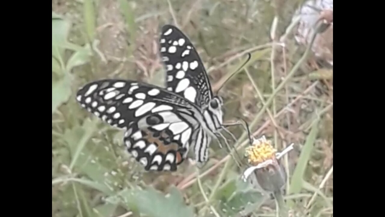 Beautiful drawing of butterflies in the wild.