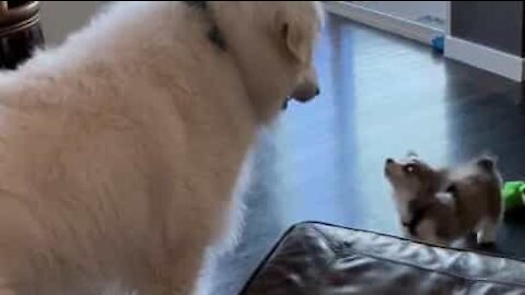 Corgi-hvalp er helt uvidende om egen størrelse