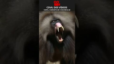 nunca mexe com esse macaco