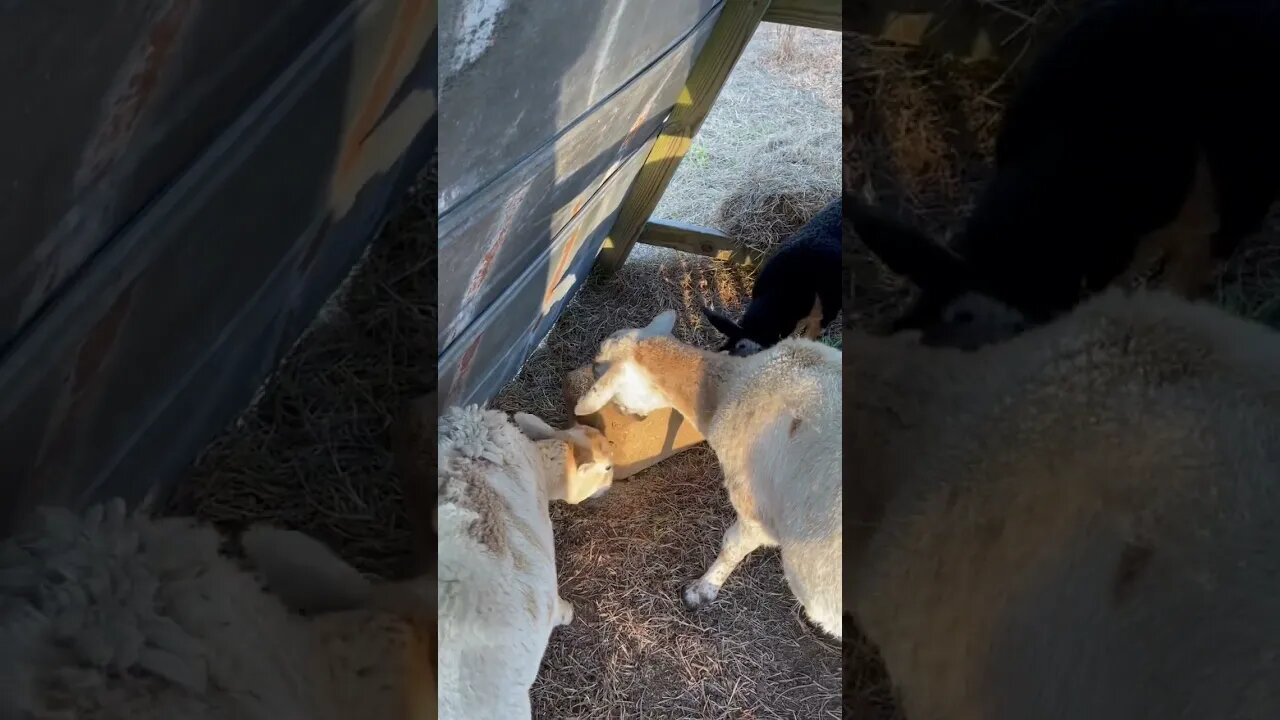 Natasha thriving with her new herd #farmlife #homesteading #cherokee #lamb #blessed #bottlebaby