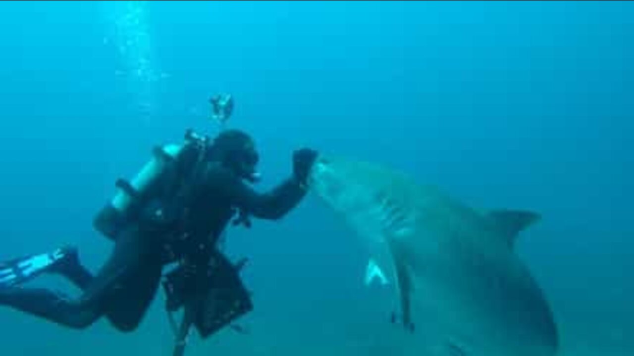 Épatant: il hypnotise une femelle requin-tigre