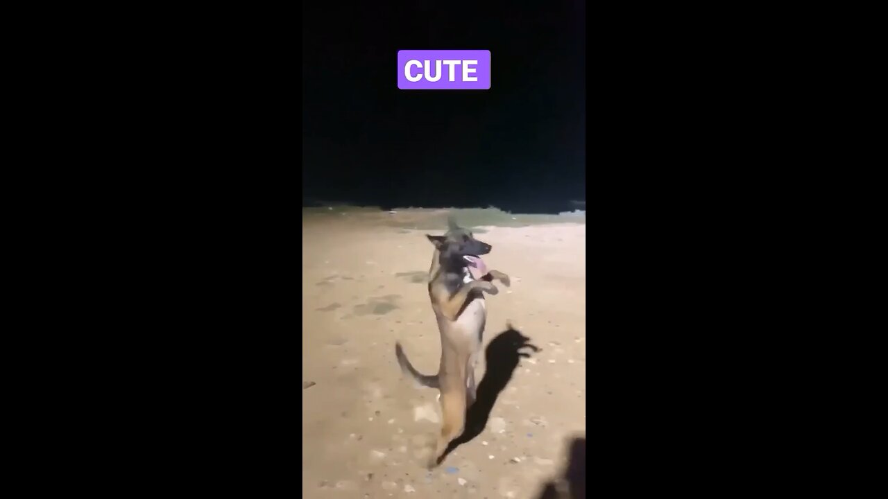 Dog Dance Funny Video 🐕 😂