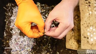 Worm Wednesday Feeding the original worm bin