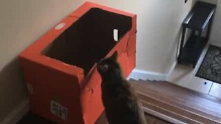 Ce chat a la technique pour dévaler les escaliers