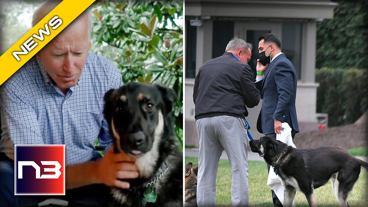 Biden’s Dog has GONE MAD per Leaked Emails from the White House