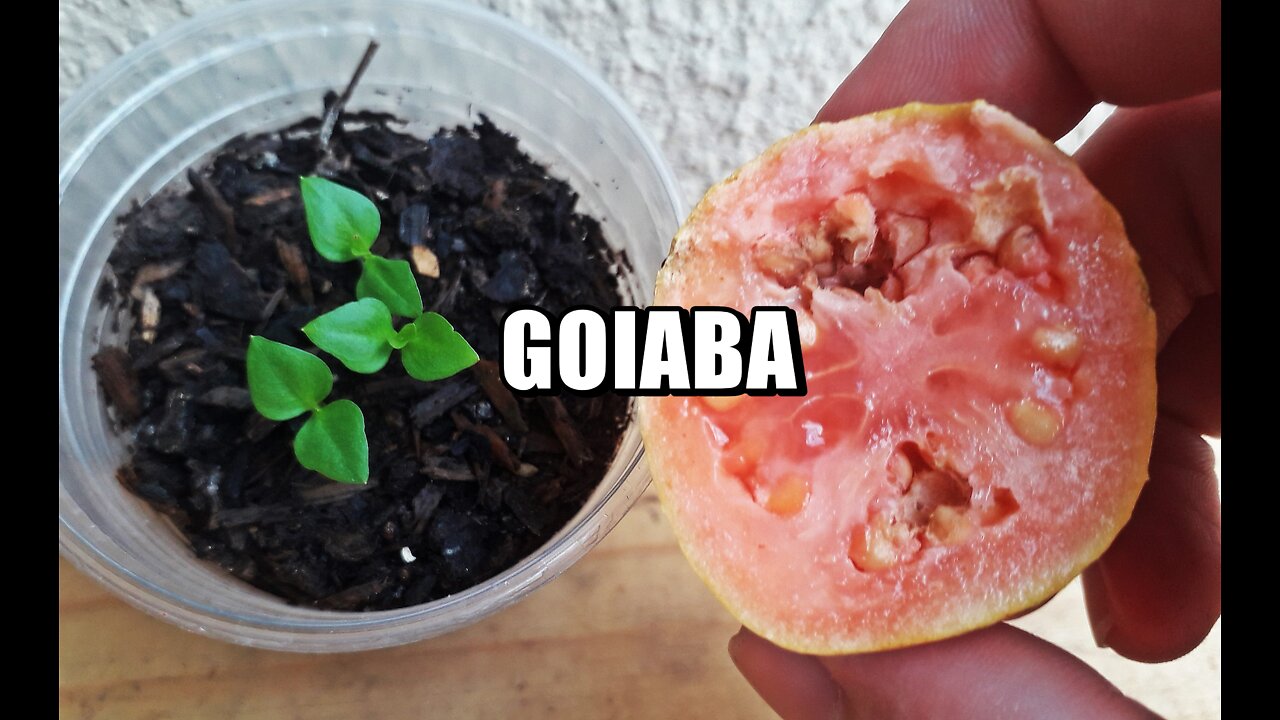 COMO PLANTAR GOIABA POR SEMENTE