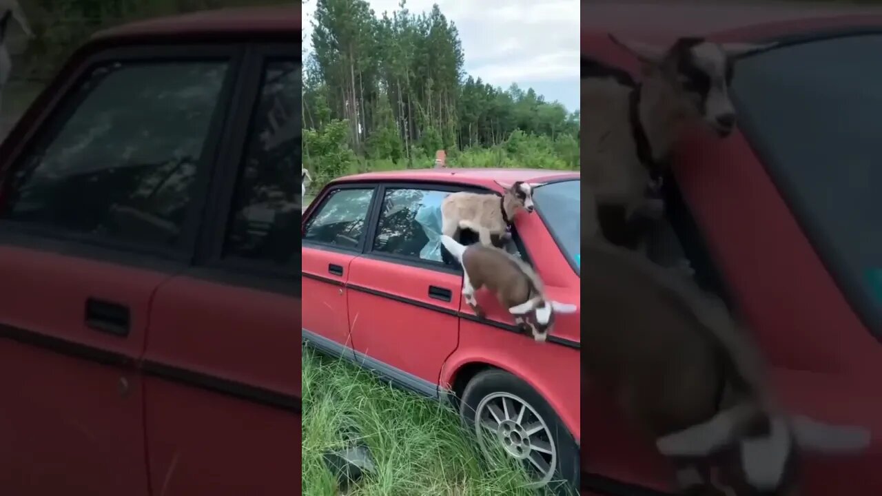 Young Goats Climbs On Top Of Car