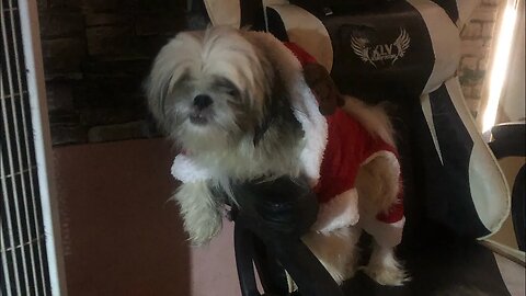 My Shih Tzu puppy wants my Office Chair, too