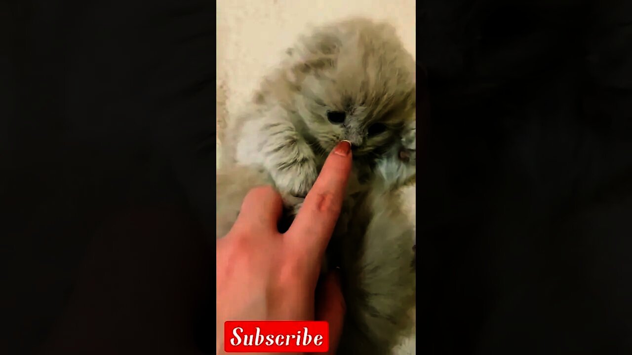 Girls playing cute babies cat,|#short|cat videos#short feed|