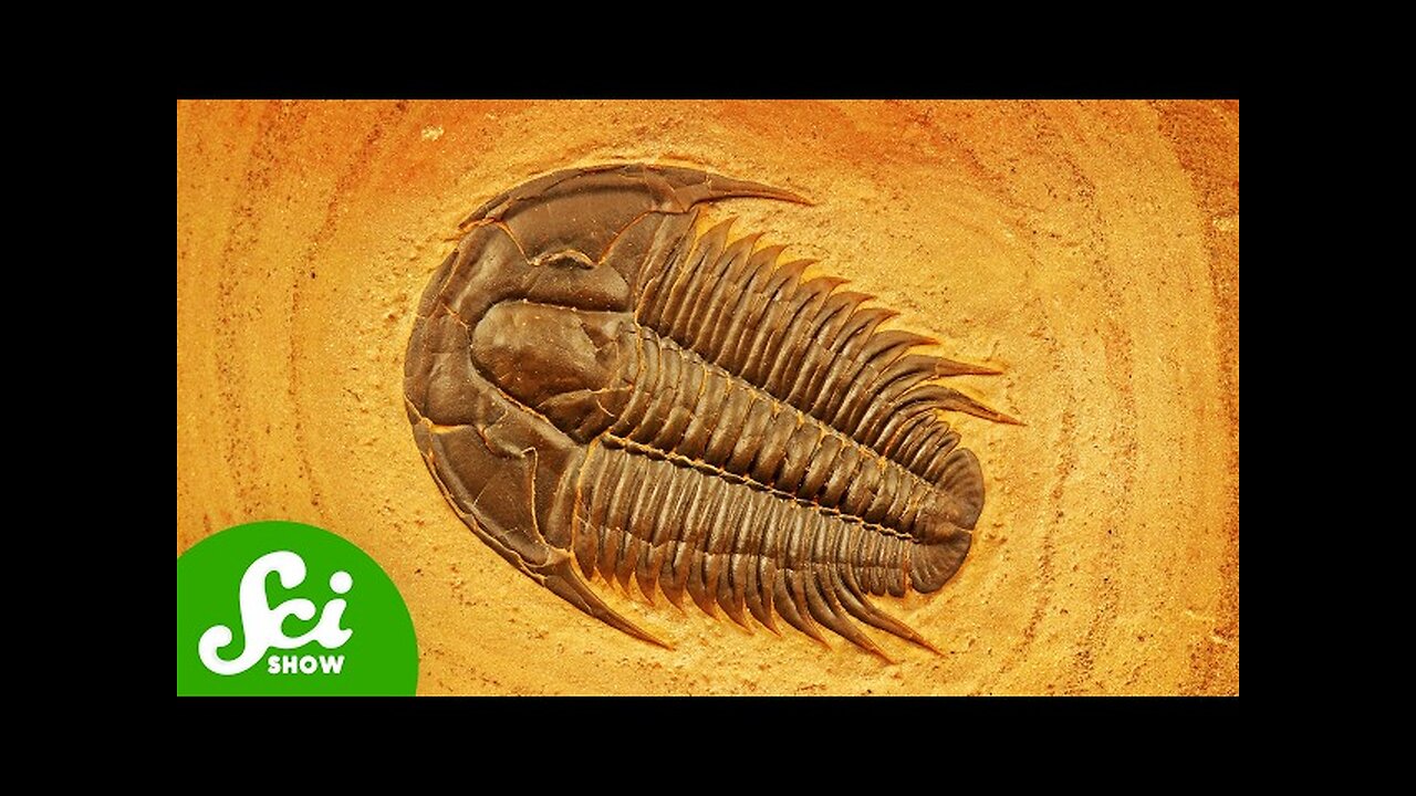 We've Been Collecting This Fossil for 15,000 Years